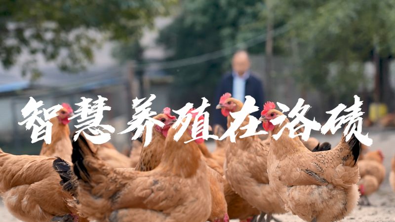 CDMO定制研发：助力企业加速新药研发进程